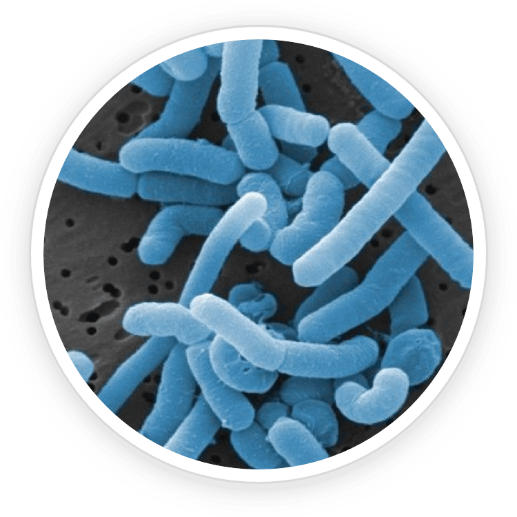 Microscopic view of Lactobacillus Paracasei bacteria, a key probiotic in ProDentim designed to support gum health and clear sinuses.