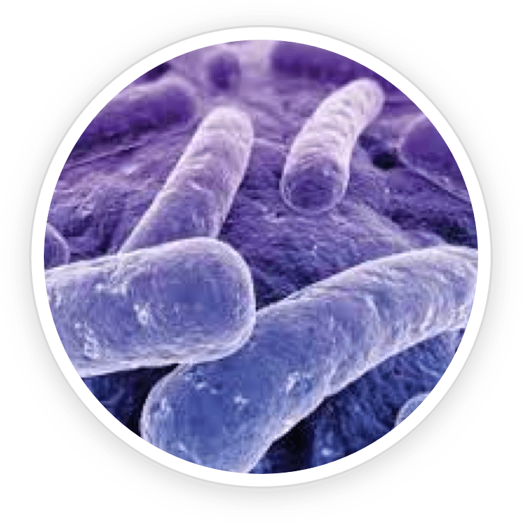 Microscopic representation of Lactobacillus Reuteri probiotics, an active ingredient in ProDentim that helps with inflammation and supports a healthy mouth environment.